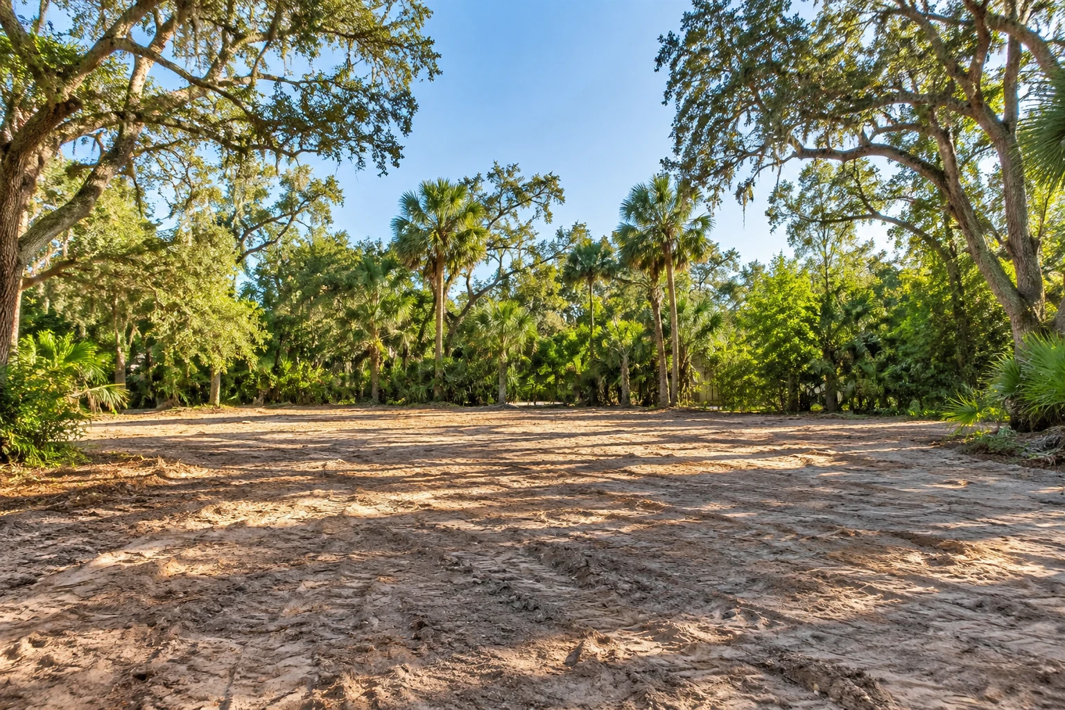 Cleared ground bordered by preserved Florida trees